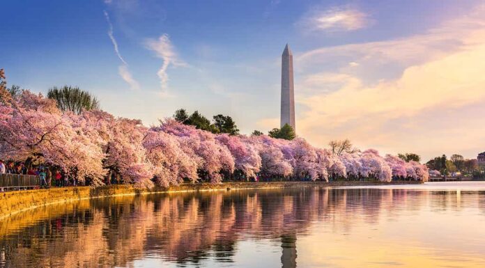 Al culmine della fioritura, i fiori di ciliegio vicino al Monumento a Washington sono abbaglianti!