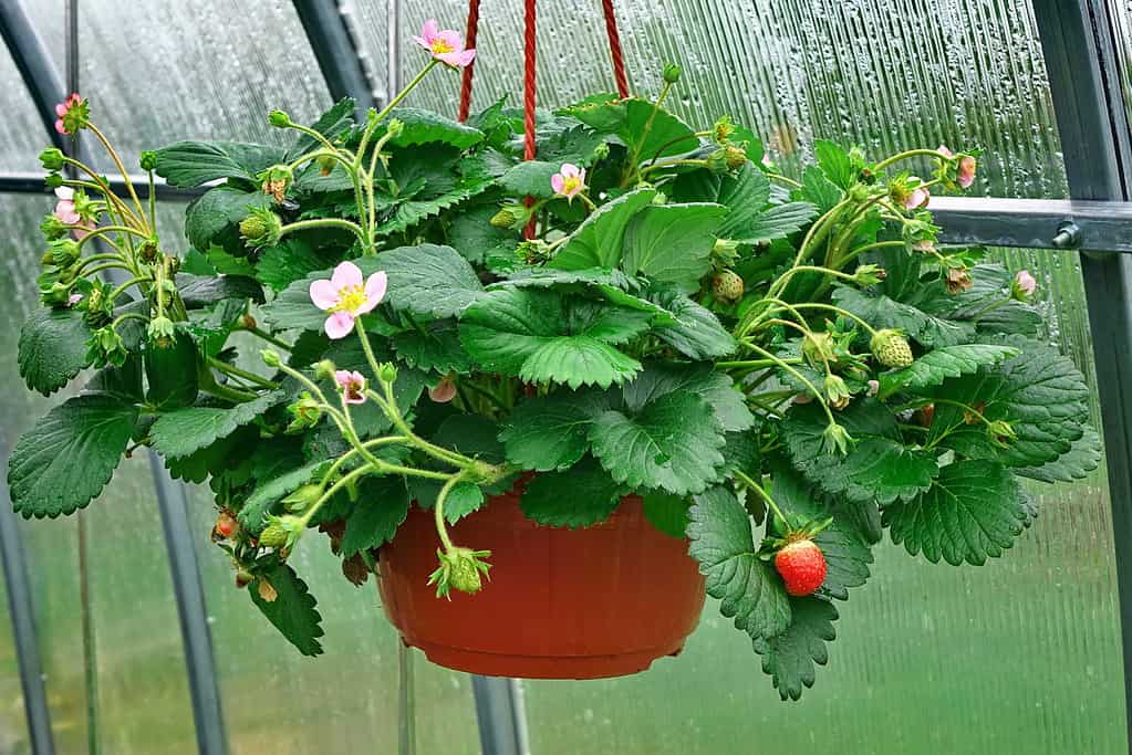 Fragole Rifiorenti In Fiore In Cesto Appeso Con Bacche Rosse E Verdi In Serra A Primavera