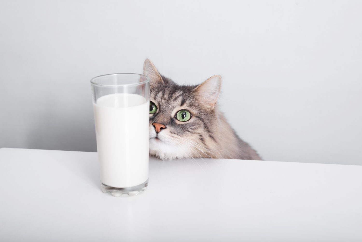 Grigio soffice gatto dagli occhi verdi guardando e annusando bicchiere di latte sul tavolo bianco in cucina.  Simpatico gatto siberiano affamato che sente l'odore del cibo, cenando al chiuso.