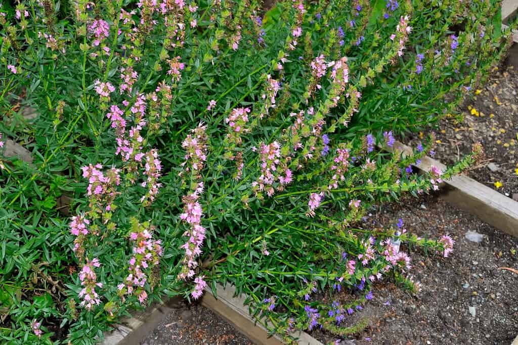 Fiori blu e rosa di issopo o hyssopus officinalis - bella pianta resistente nel giardino estivo.  L'issopo è erba medicinale, condimento aromatico, buona pianta di miele e pianta decorativa per il giardinaggio