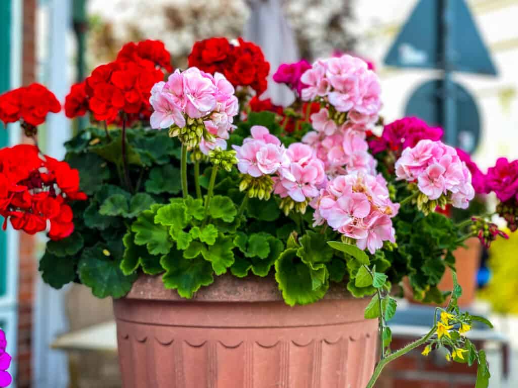 Vibranti fiori di geranio in fiore rosso e rosa