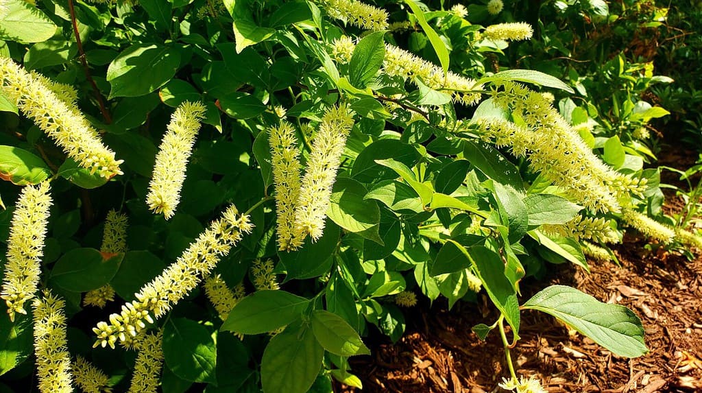L'Itea virginica, comunemente nota come salice della Virginia o guglia dolce della Virginia, è un piccolo arbusto da fiore nordamericano che cresce nei boschi bassi e nei margini delle zone umide.