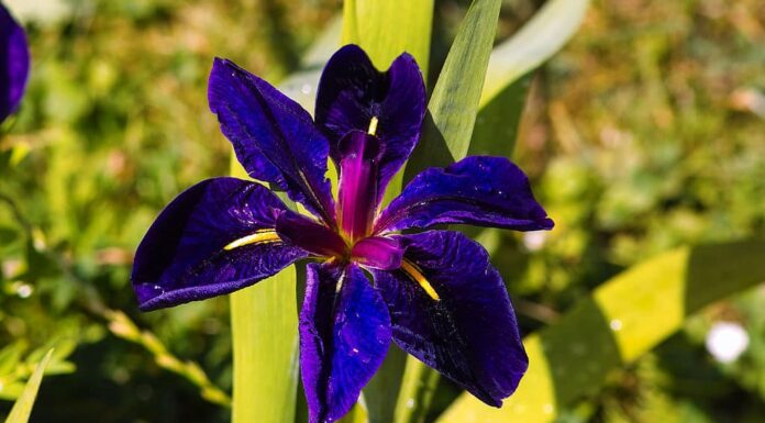 Iris della Louisiana