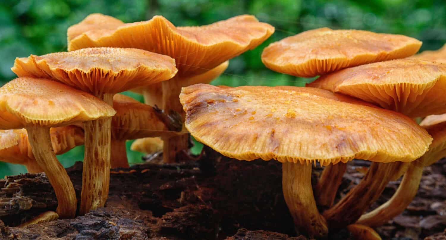 Un grappolo di funghi arancioni probabilmente omphalotus illudens.