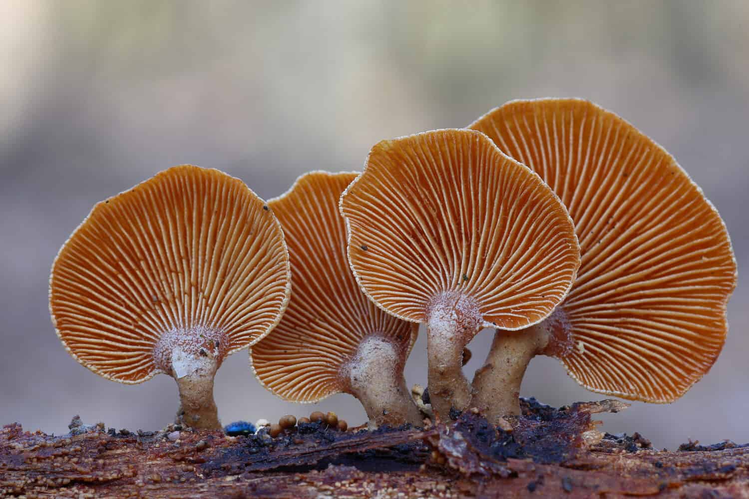 funghi selvatici sul legno morto 