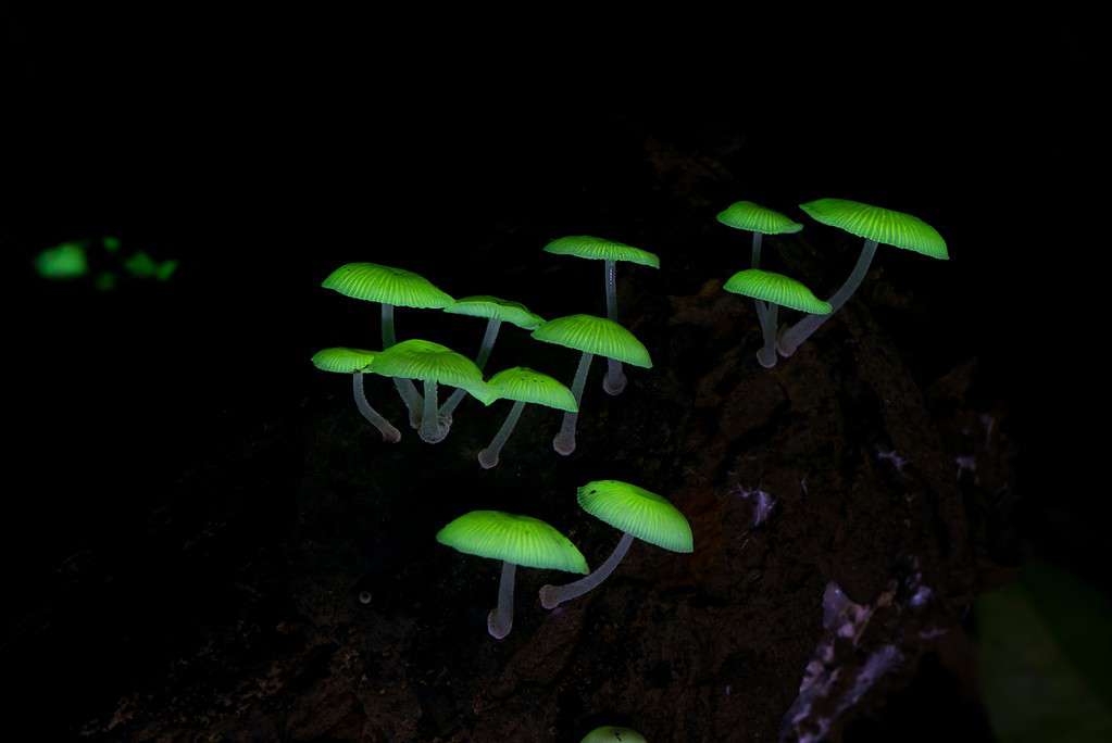 Mycena chlorophos detta Pepe verde