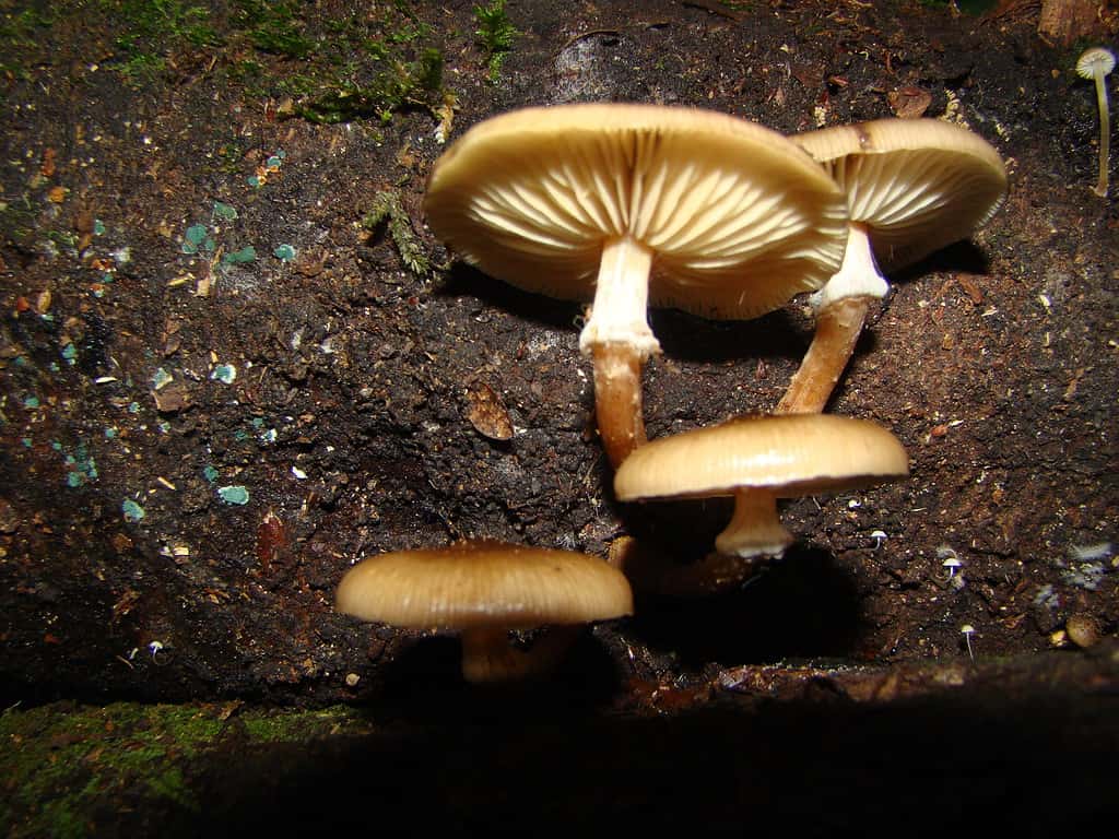 Armillaria limonea fungo al miele di limone