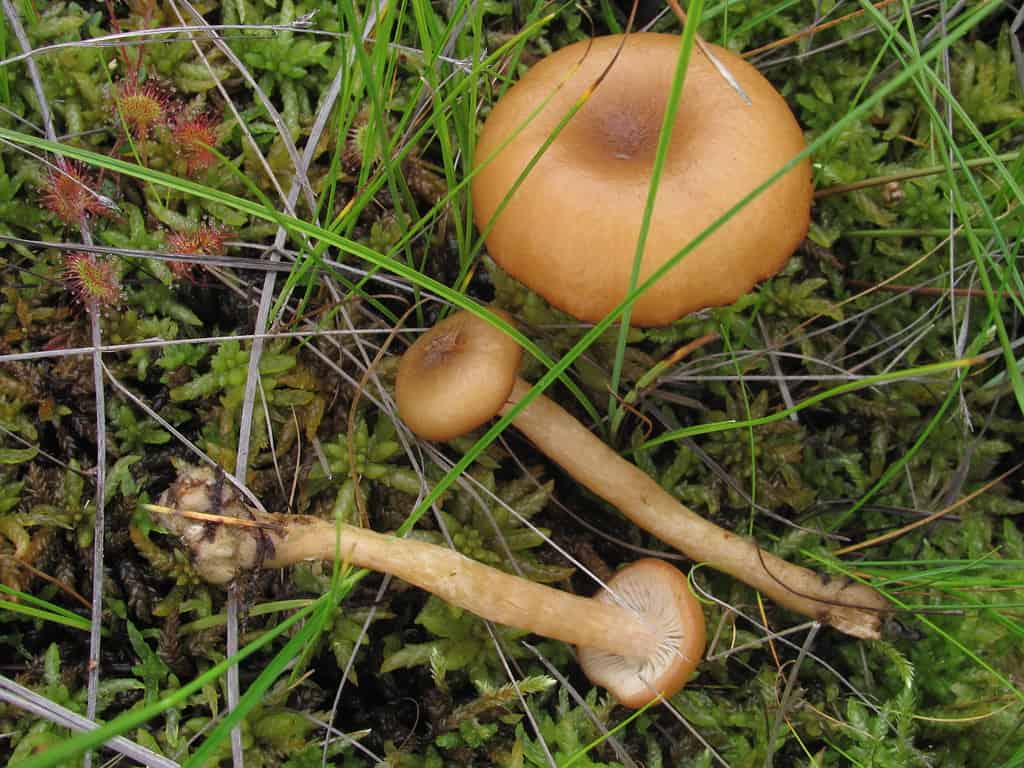 Armillaria ectypa detta anche Desrmillaria ectypa