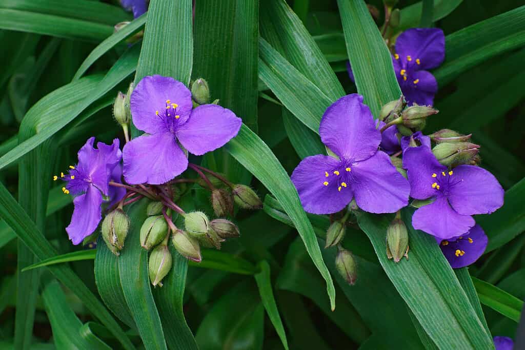 Fiori di ragno della Virginia