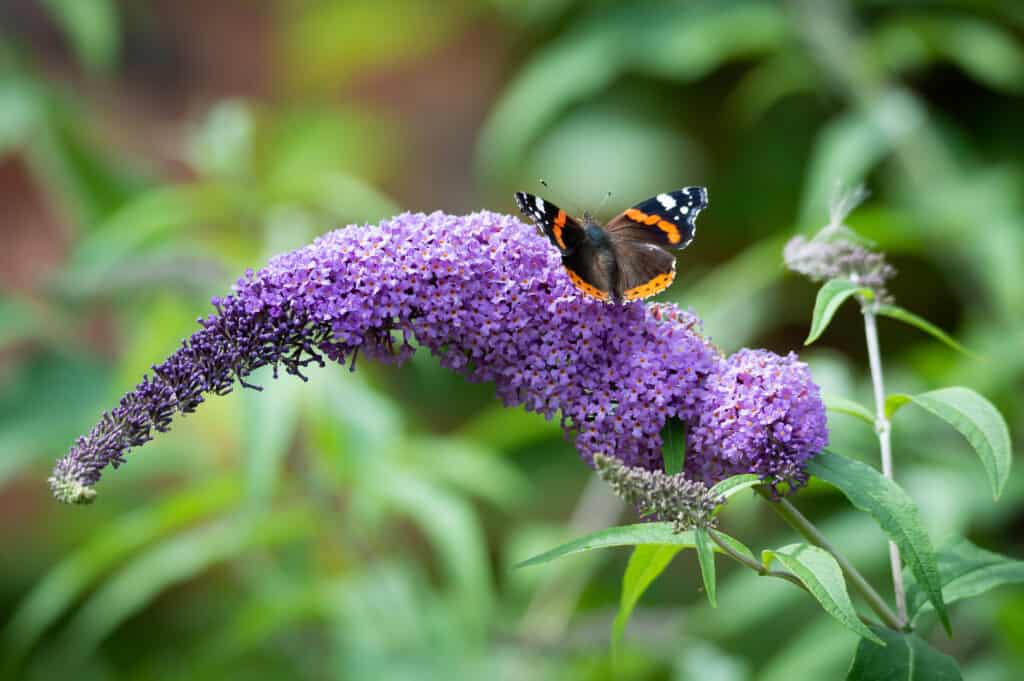 Farfalla Red Admiral sul fiore di Buddleia (cespuglio di farfalle)
