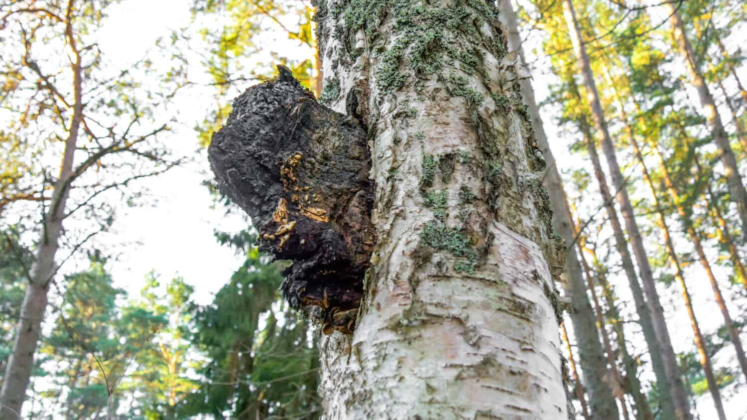 Un fungo chaga nero su un albero di betulla.  Inonotus obliquus comunemente noto come fungo chaga è un fungo della famiglia delle Hymenochaetaceae.  È parassita su betulla e altri alberi.