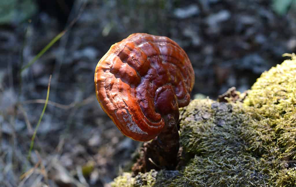 Maestoso polypore rosso lucido con luce che brilla su di esso