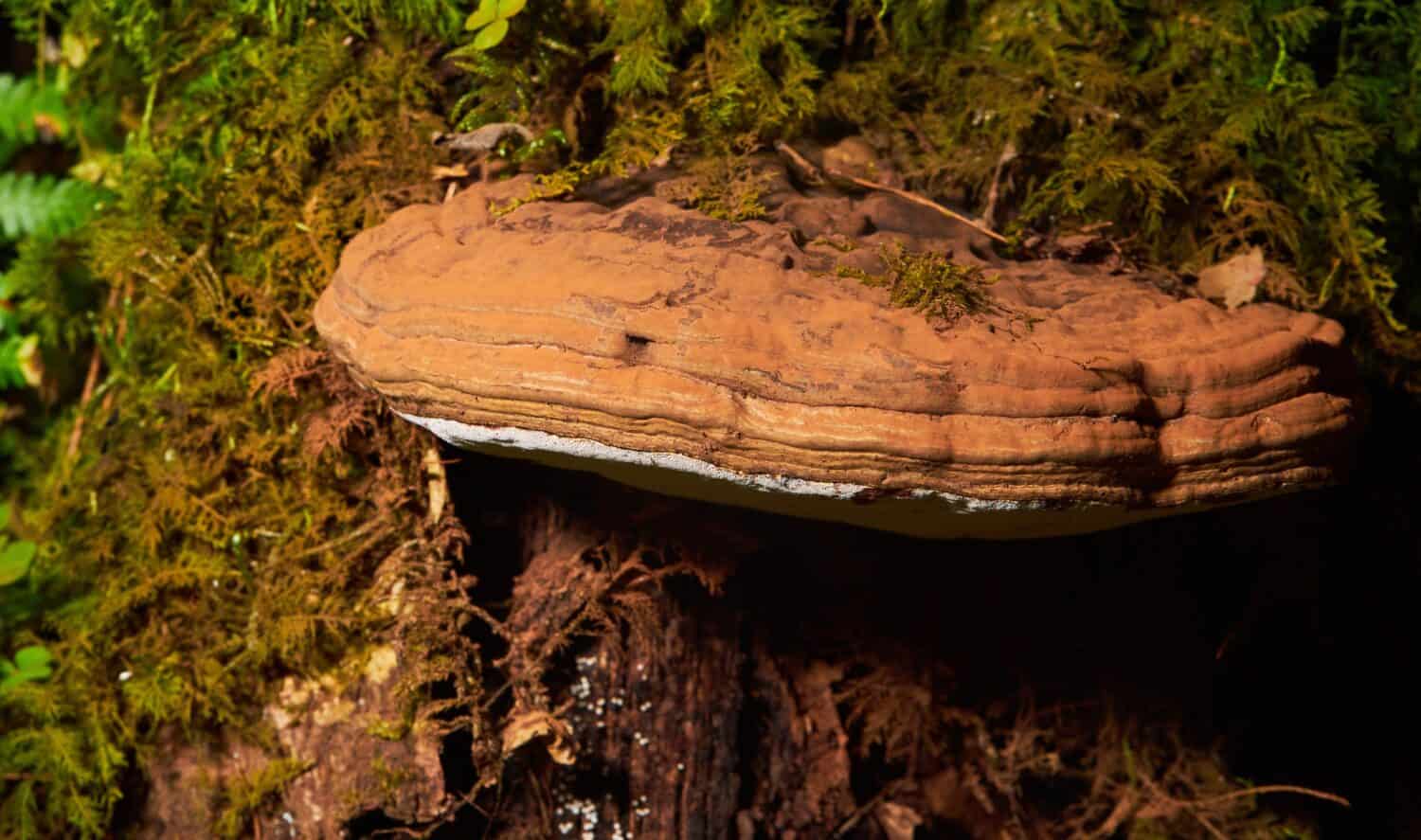 Ganoderma applanatum su un tronco d'albero.  Chiamato anche Artist's Conk