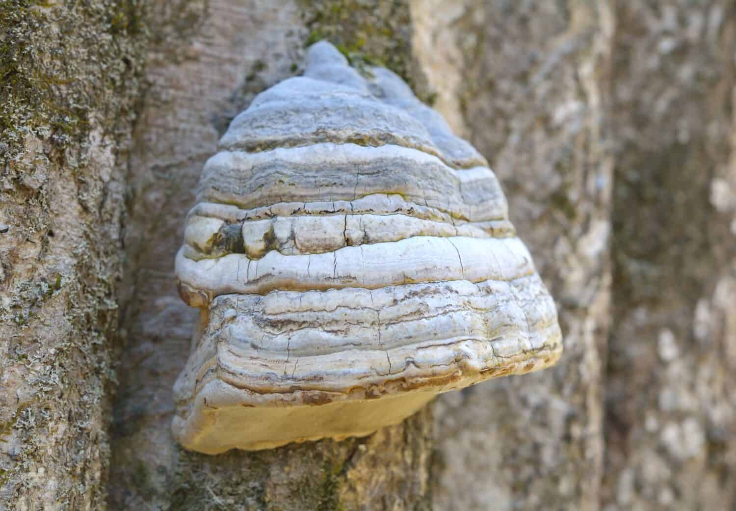 Fomes fomentarius , comunemente noto come fungo esca, fungo falso esca, fungo dello zoccolo, conk esca, polypore esca o fungo uomo di ghiaccio