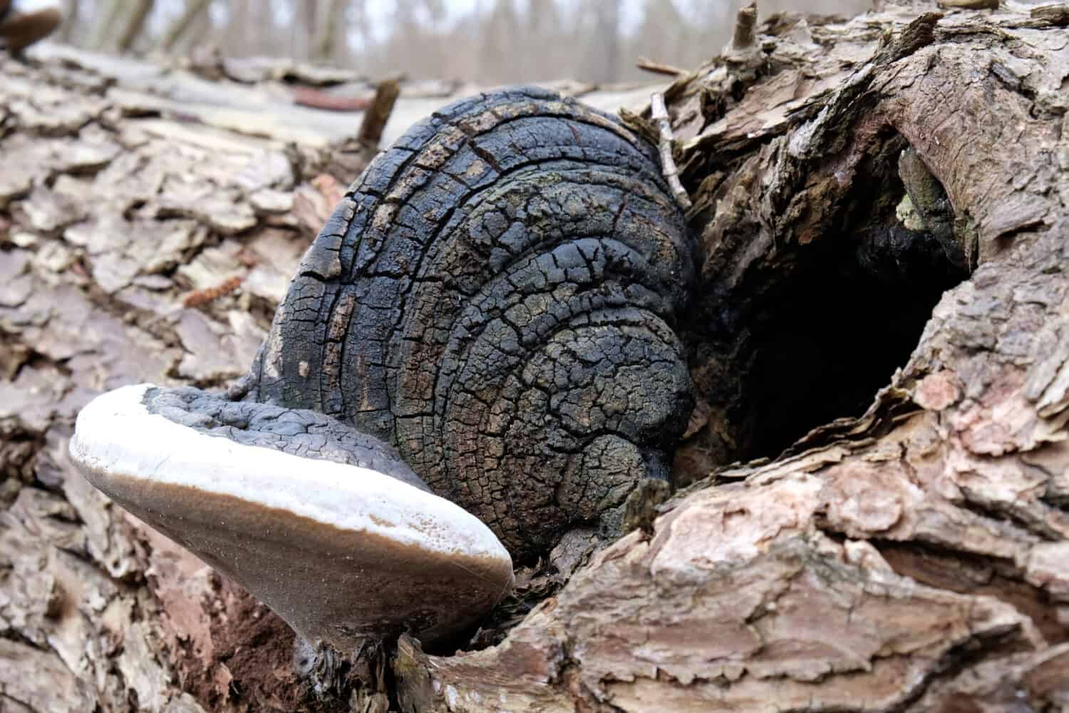 Mozzo di funghi Phellinus igniarius I nomi comuni sono staffa di salice e spugna di fuoco.  Era apprezzato come materiale per accendere.