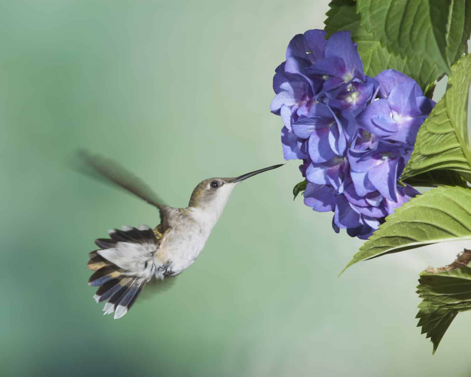 Colibrì dalla gola rubino femminile sull'ortensia