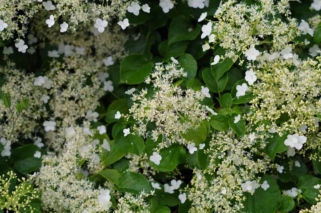 Hydrangea petiolaris, un'ortensia rampicante (syn: Hydrangea anomala subsp. Petiolaris)