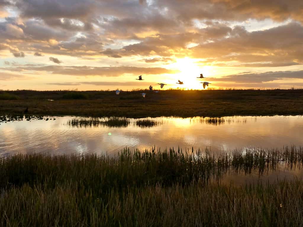 il gigantesco sole arancione tramonta dietro il bayou di una palude di cipressi e si riflette nel fiume