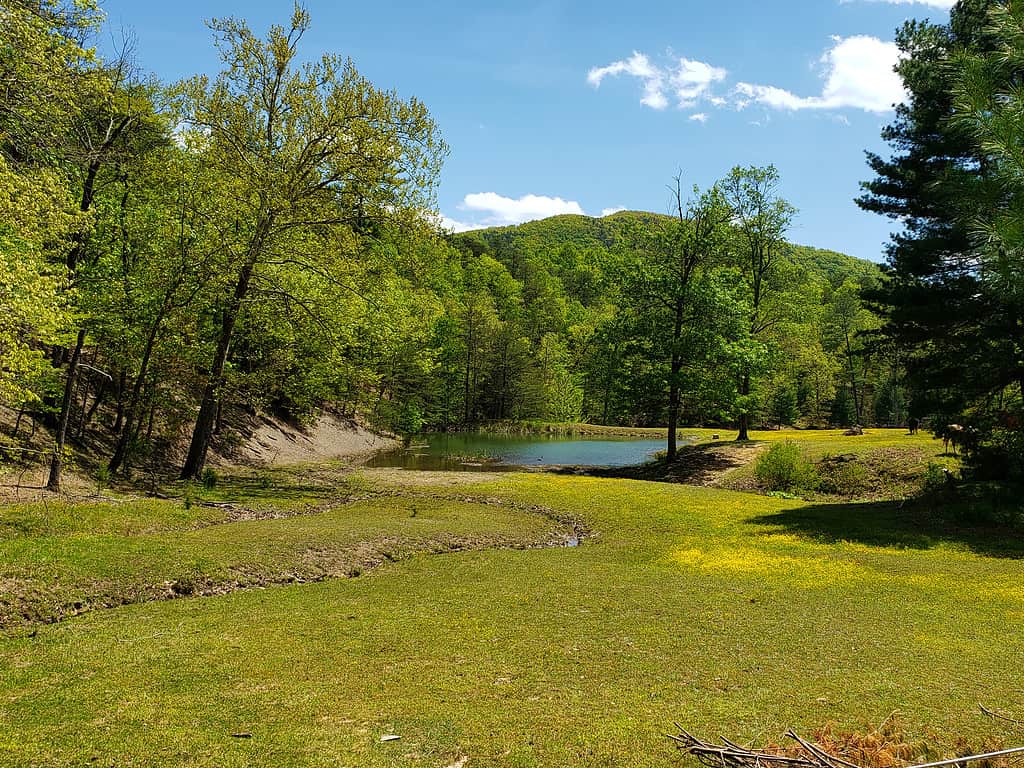 Erba verde, alberi e montagna nella riserva naturale di Carvins Cove, Roanoke Va