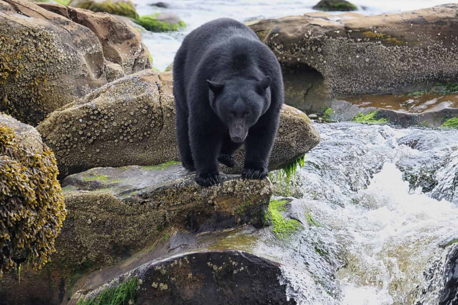 Wild Black Bear (Ursus americanus) dalla pesca fluviale.  Isola di Vancouver, Columbia Britannica, Canada.