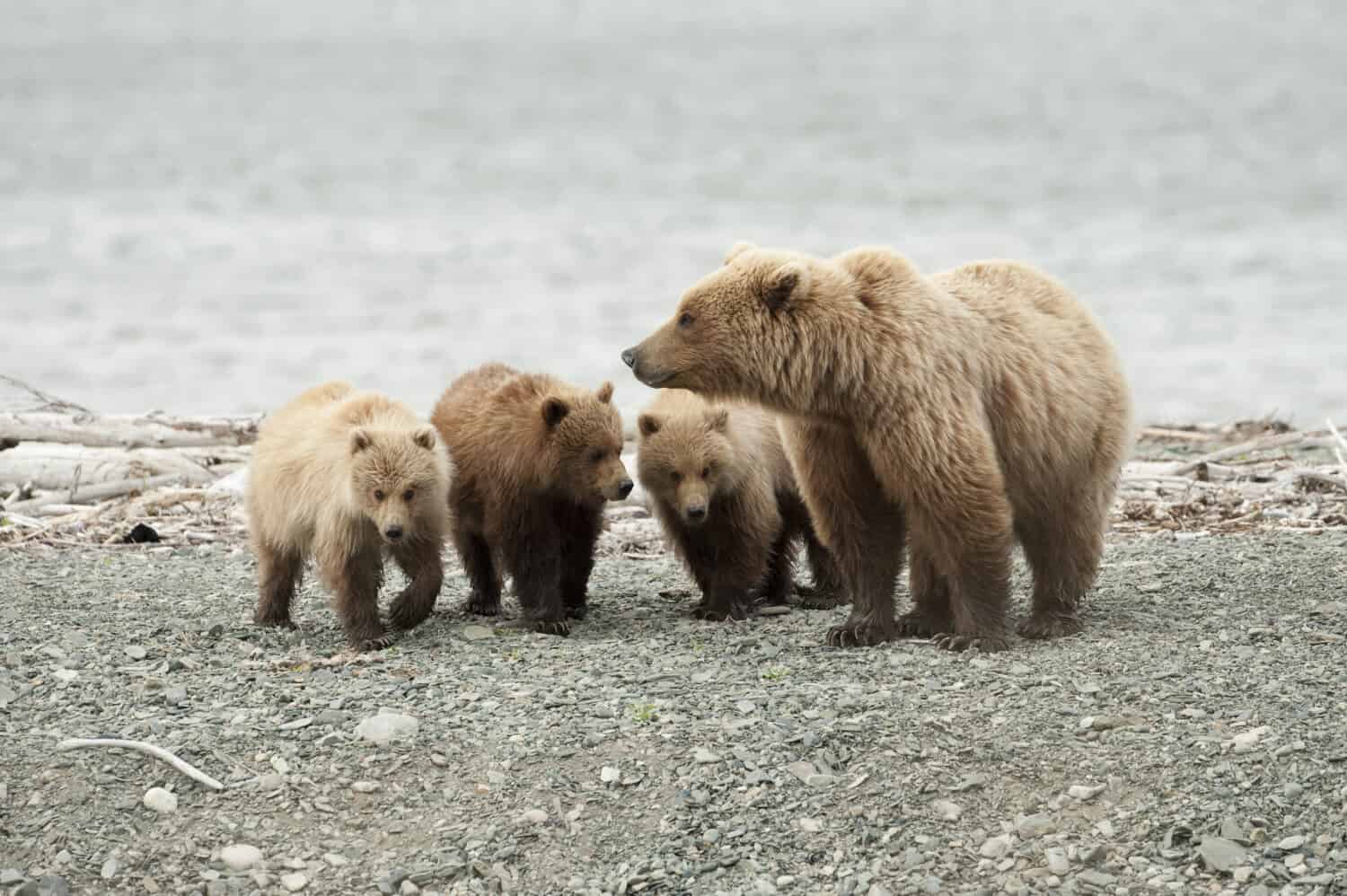 Una mamma orso bruno con i suoi tre cuccioli.
