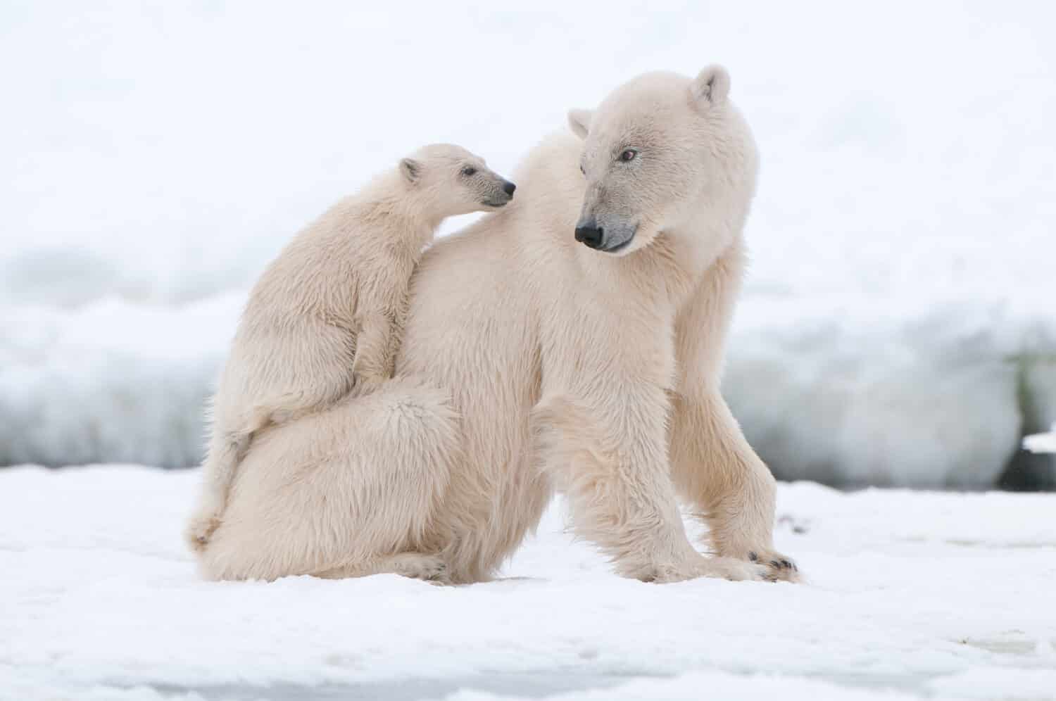 Orso polare con cucciolo
