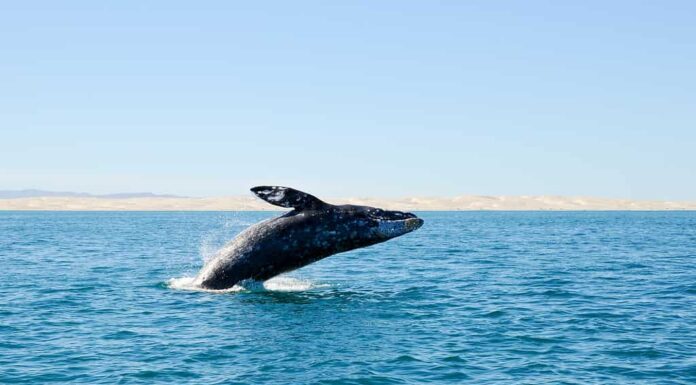 Violazione della balena grigia