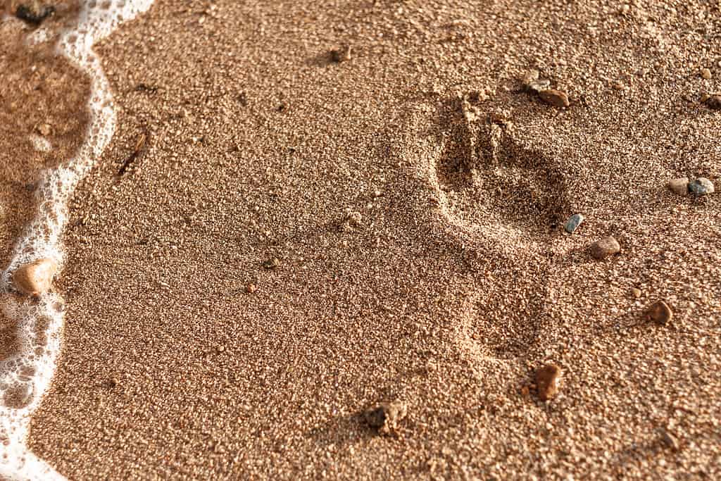 Impronta sulla sabbia dorata sulla spiaggia.