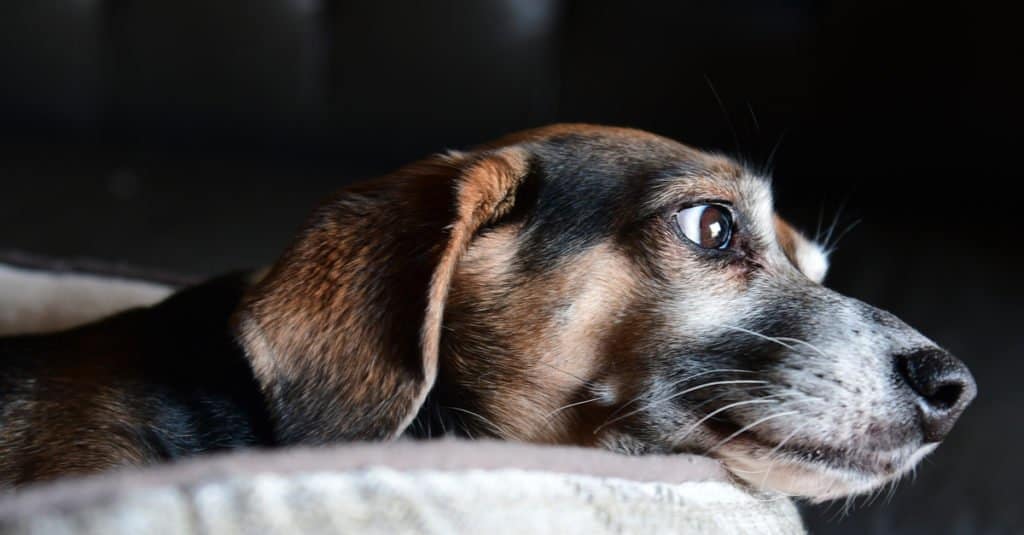 Un Doxle è una razza di cane ibrido