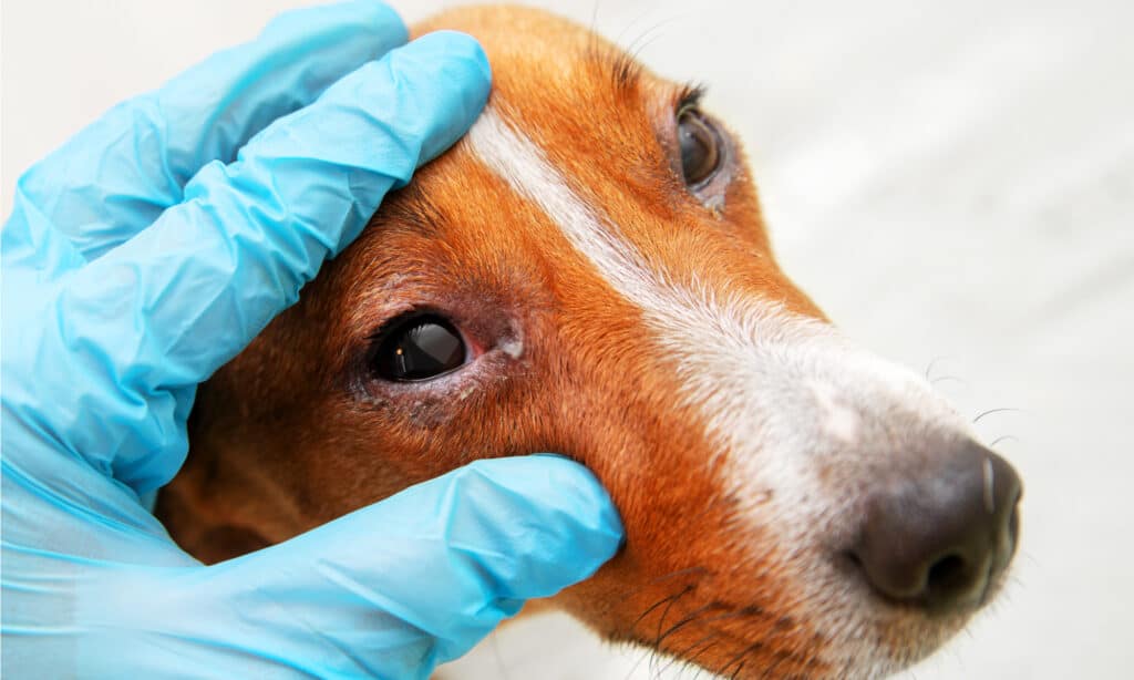 perché i miei cani hanno gli occhi rossi