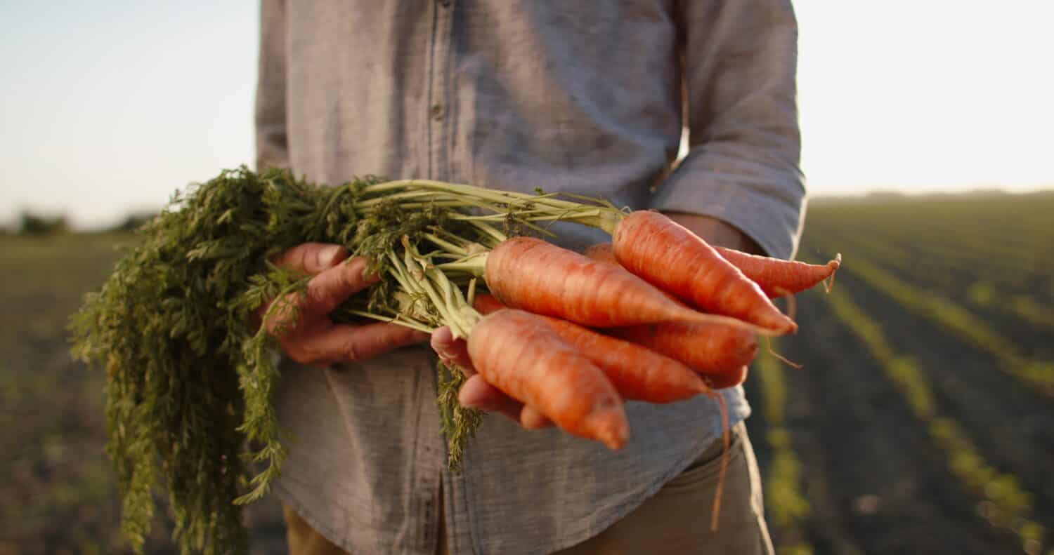 Un agricoltore che presenta le carote arancioni variopinte locali biologiche appena coltivate.  Lavoratore di Rancho che presenta il risultato del suo lavoro sul campo