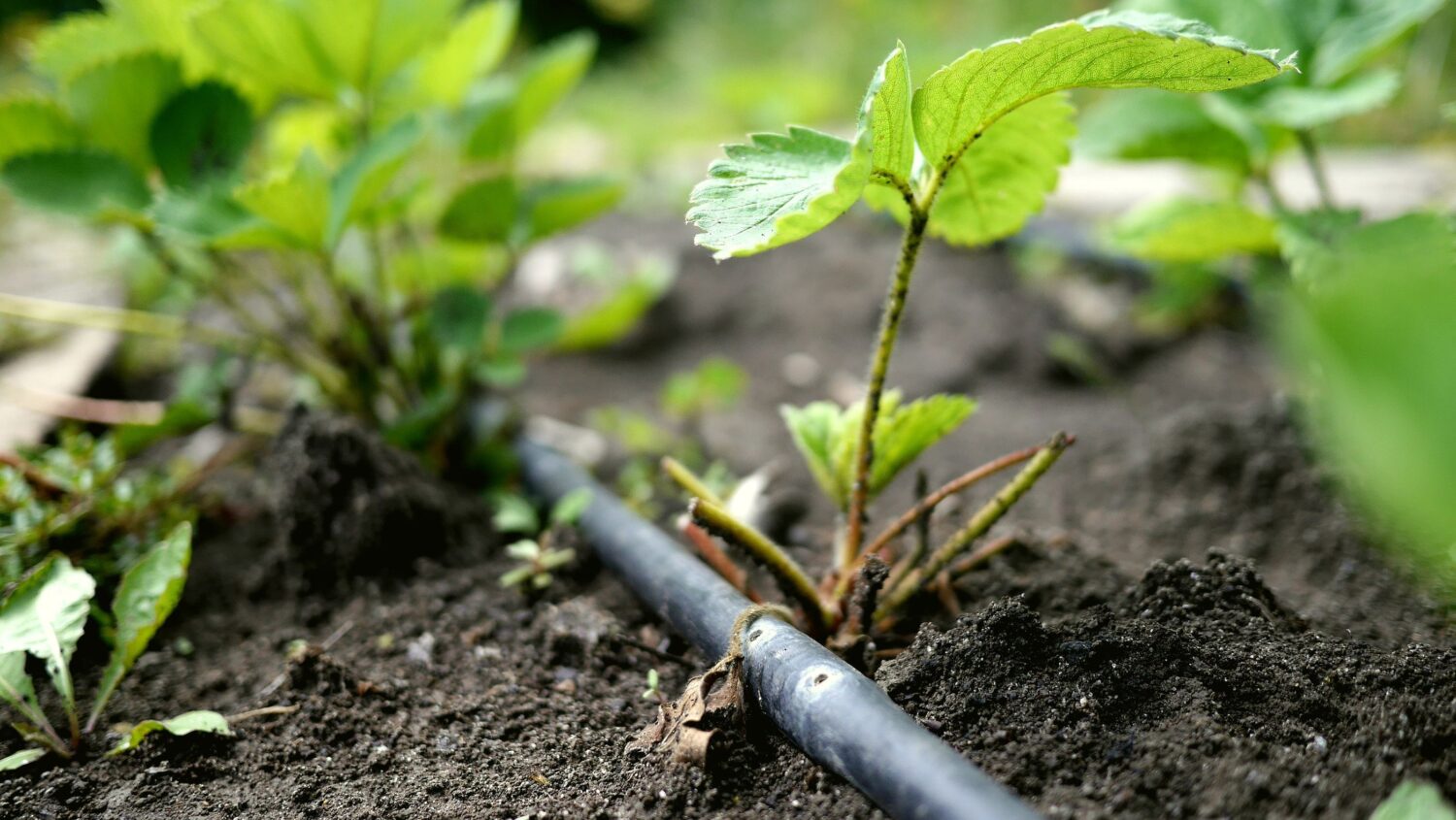 Foto di un tubo flessibile nero con due fori per l'irrigazione steso a terra sotto una pianta di fragole.  Sistema di irrigazione a goccia in un giardino. 