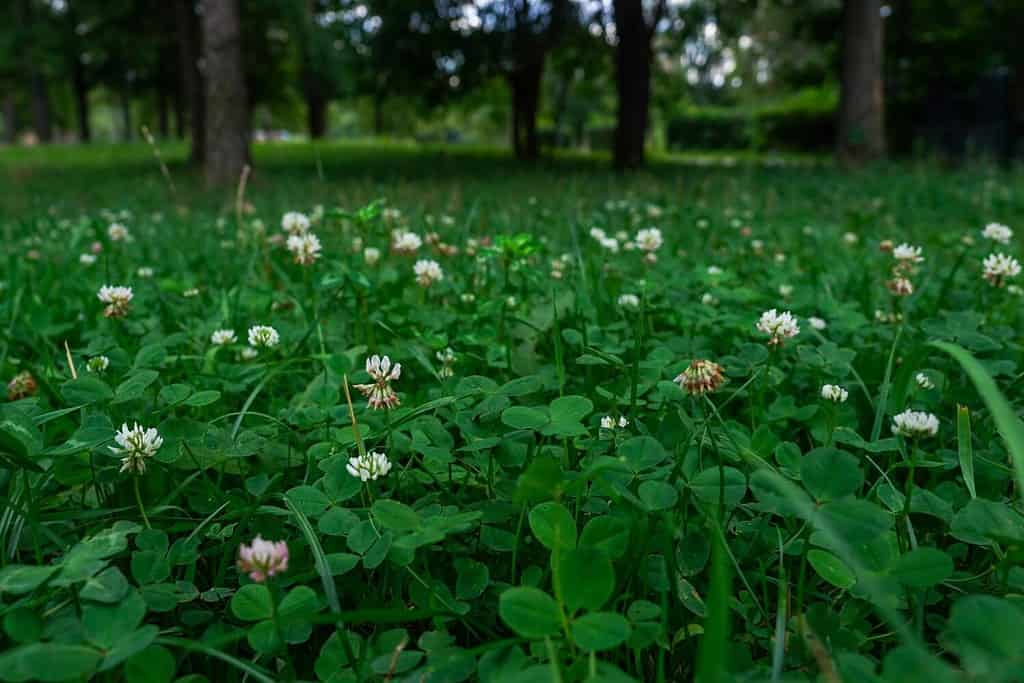 Prato bianco del trifoglio in parco, angolo basso, sfondo naturale estivo