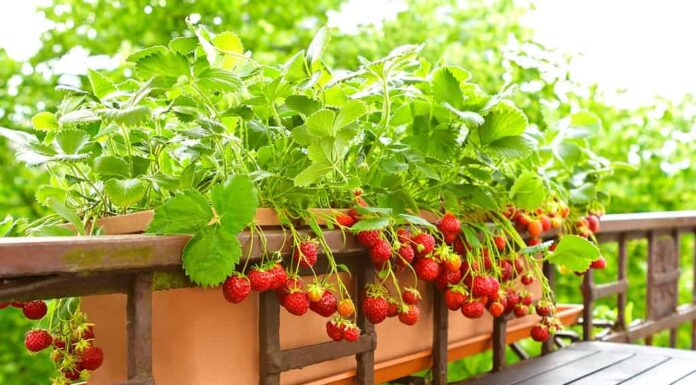 Piante di fragole con un sacco di fragole rosse mature in una piantatrice di ringhiere per balconi, in un appartamento o in un concetto di giardinaggio urbano.