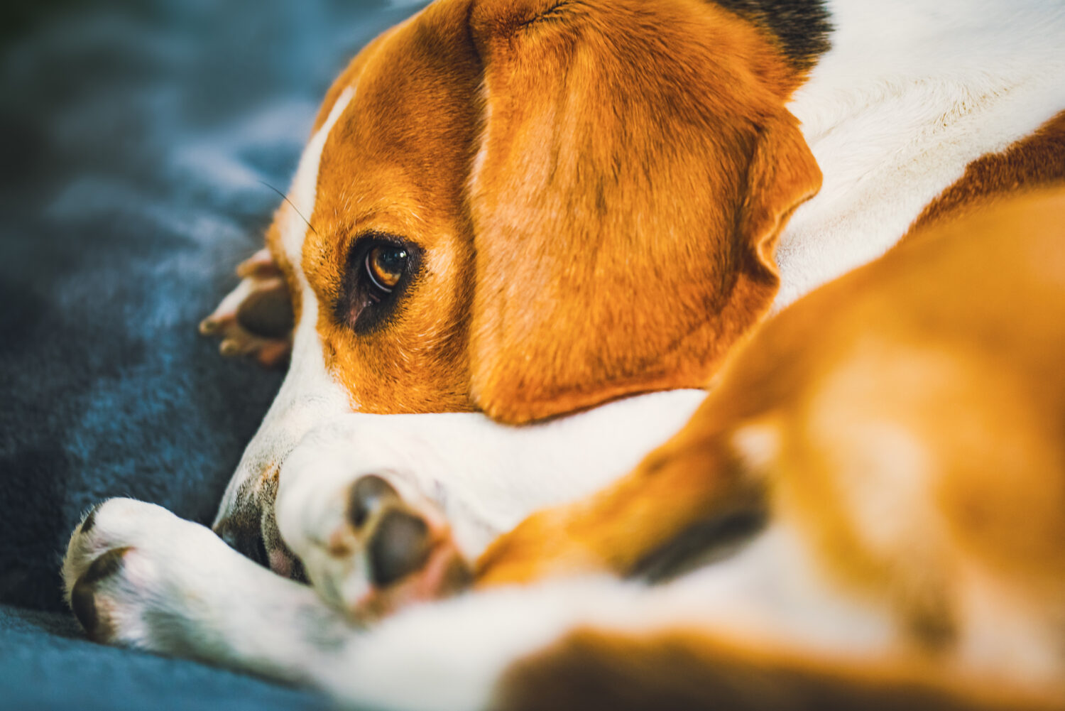 Cane sdraiato sul divano.  Posa beagle divertente.  Sfondo canino