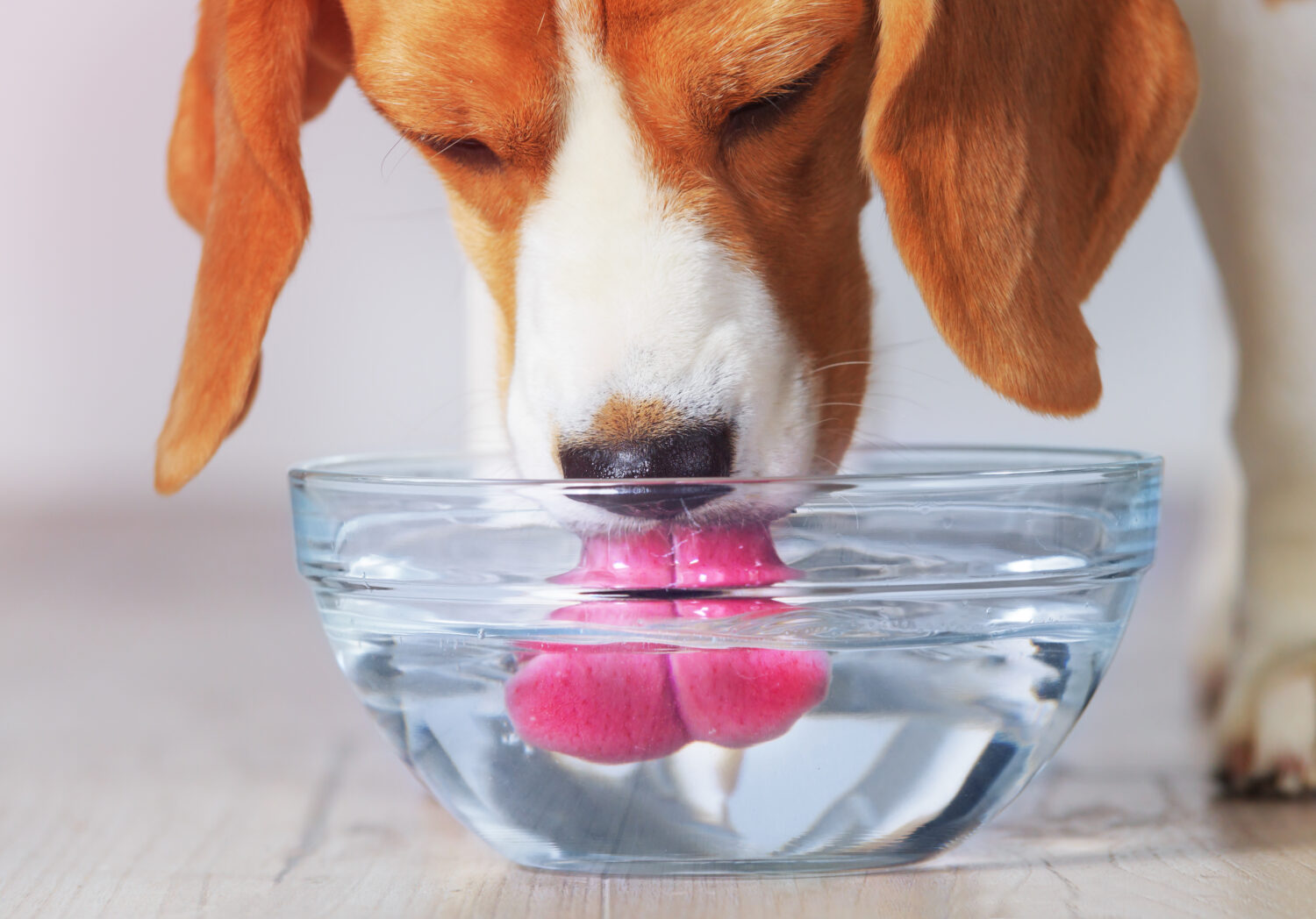 Cane Beagle che beve dalla vista del primo piano della ciotola trasparente.  Il cane disseta dopo l'allenamento.