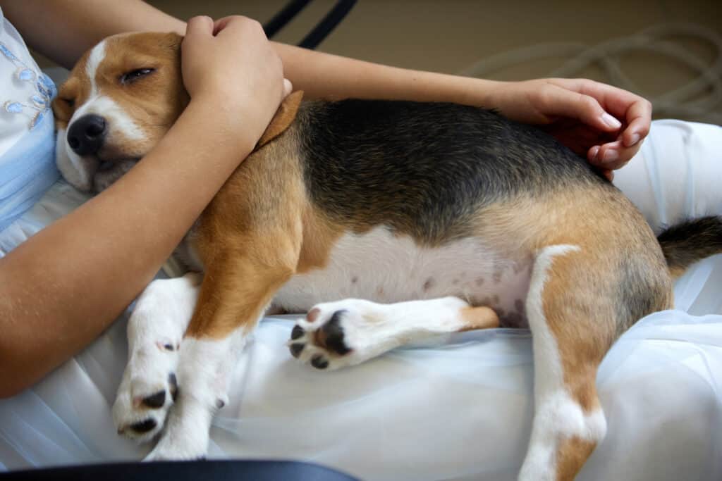 La ragazza tiene in braccio un cucciolo di Beagle.