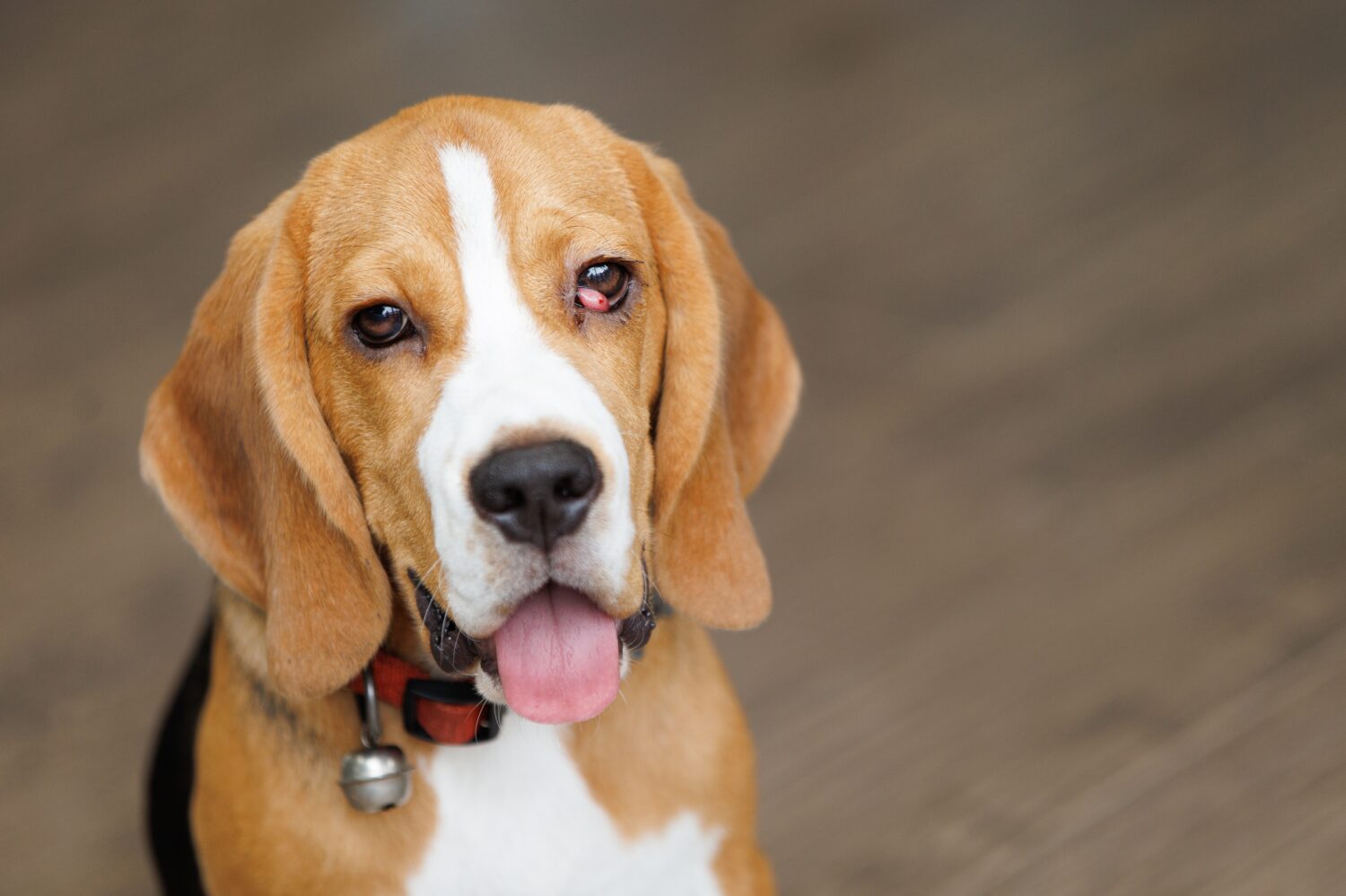 Il cane Beagle soffre della malattia dell'occhio di ciliegio.