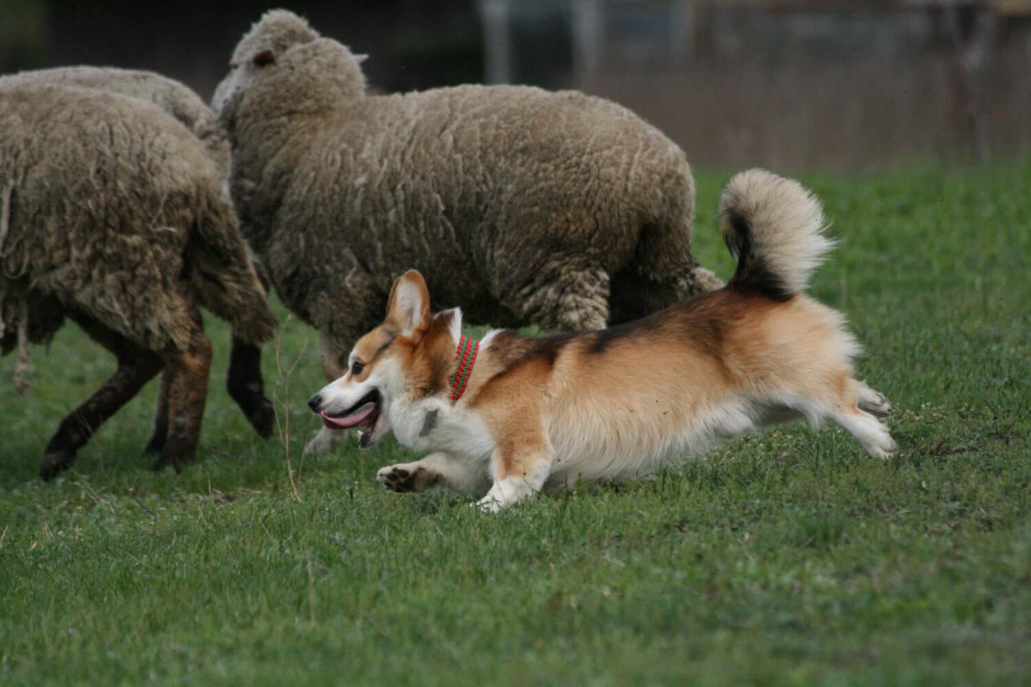 Corgi pebroke che raduna le pecore sull'erba