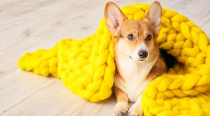 Corgi in coperta di maglia