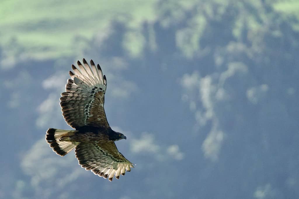 Aquila nera e castagna che vola nel cielo della Colombia.  Spizetus isidori.