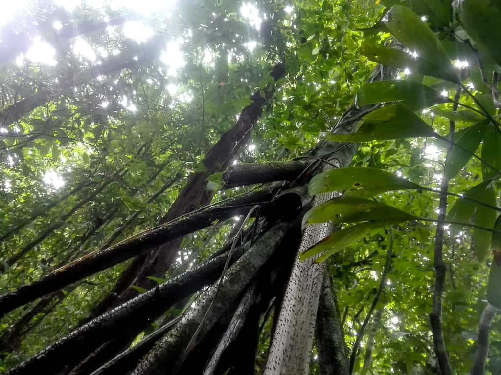 Radici su palafitte di una palma da passeggio nella foresta pluviale, Choco, Colombia