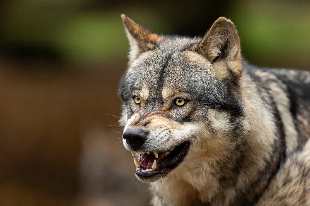 Il lupo grigio è visibile nella cornice di destra, rivolto a sinistra.  La bocca del lupo è aperta esponendo i suoi lunghi canini.