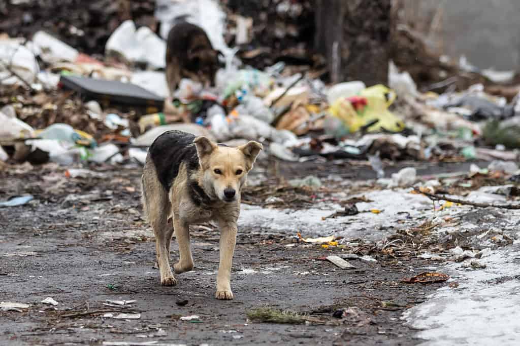i cani randagi infelici si nutrono in una discarica cittadina