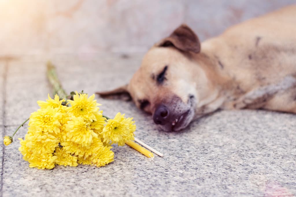 Un cane giace morto sul pavimento. Con fiori e incenso e candele per esprimere la tristezza al cane. Il cane dorme. È morto a causa della rabbia.