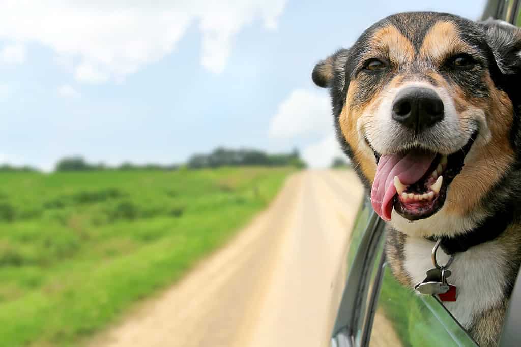 Il cane di razza mista è appeso è la lingua