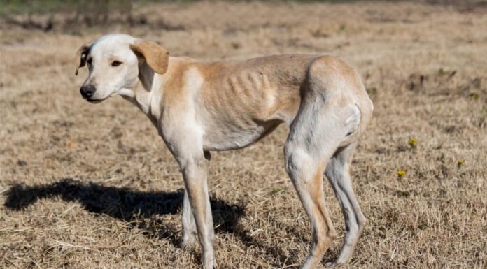 Un magro cane randagio