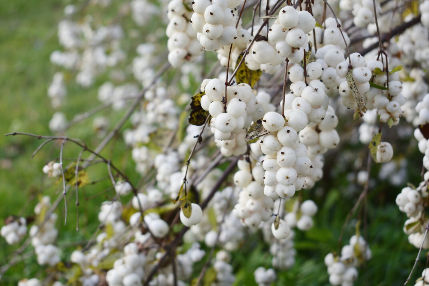 snowberry primo piano fuoco selettivo