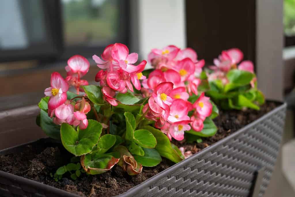 Una bellissima begonia di fiori di colore fucsia che cresce nel vaso sulla terrazza.  Concetto di piantagione e giardinaggio