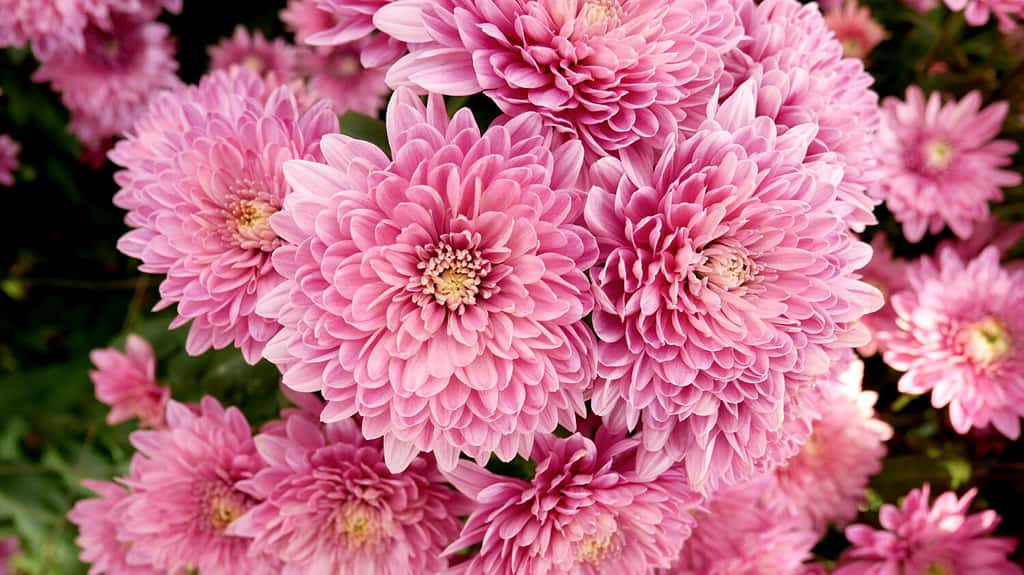 Una foto ravvicinata di un mazzo di fiori di crisantemo rosa scuro con centri gialli e punte bianche sui petali.  Reticolo del crisantemo nel parco dei fiori.  Grappolo di fiori di crisantemo viola rosa.